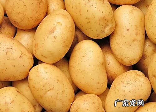 土豆什么品种最好