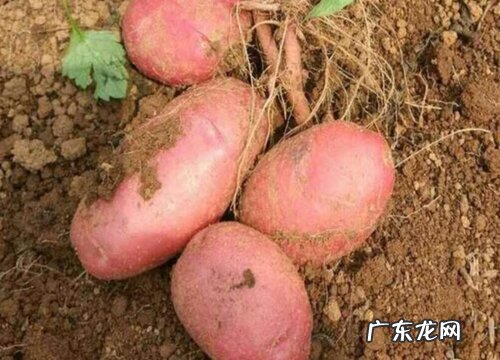 土豆什么品种最好