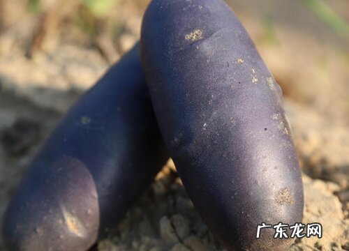 土豆什么品种最好