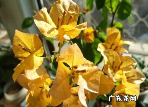 三角梅什么品种最好