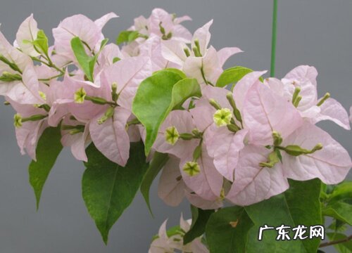 三角梅什么品种最好