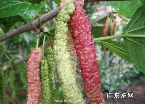 果桑什么品种最好