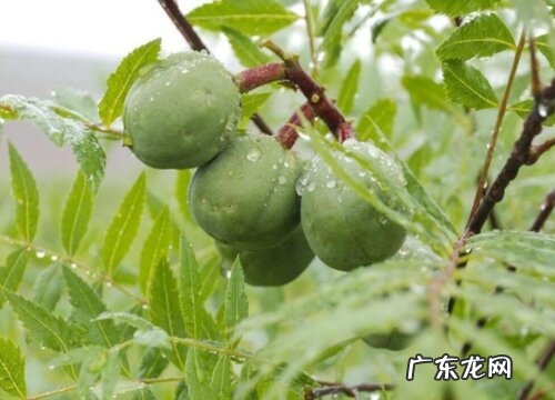 文冠果树苗什么品种最好