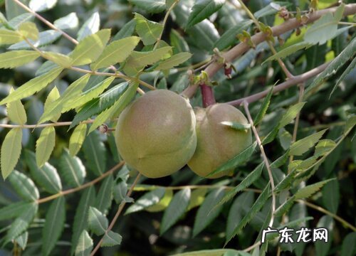 文冠果树苗什么品种最好