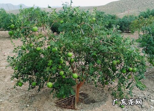 文冠果树苗什么品种最好