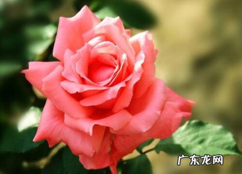 大花爬藤月季什么品种最好