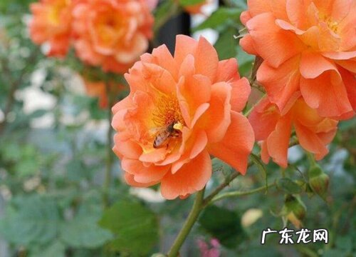 大花爬藤月季什么品种最好