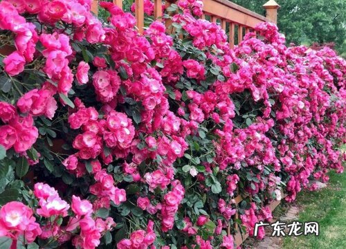 大花爬藤月季什么品种最好