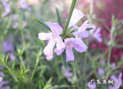 食用迷迭香什么品种最好