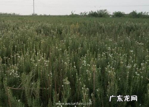 食用迷迭香什么品种最好