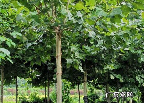 梧桐树生长在什么地方