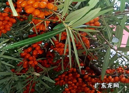 沙棘树生长在什么地方