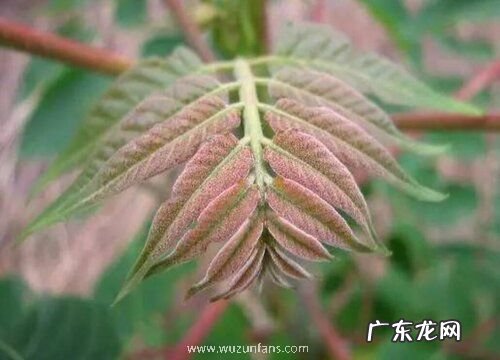 香椿生长在什么地方