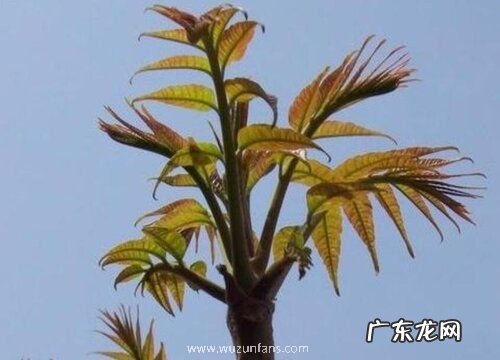 香椿生长在什么地方