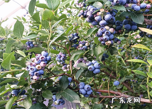 蓝莓生长在什么地方