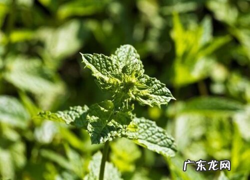 薄荷什么品种最好
