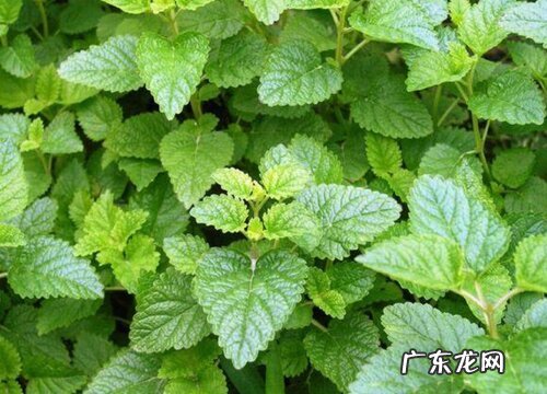 薄荷什么品种最好