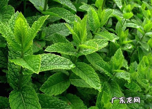 薄荷什么品种最好