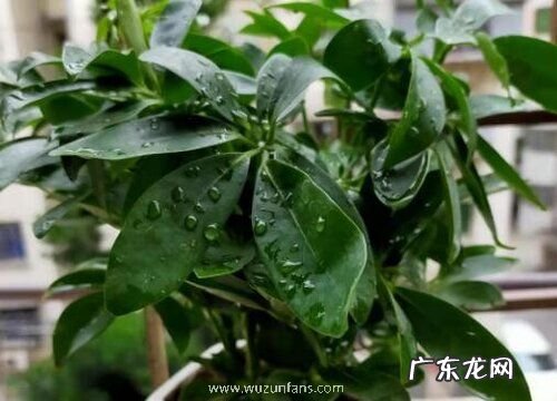 鹅掌柴叶子发黄怎么办