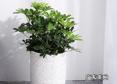 鹅掌柴叶子发黄怎么办