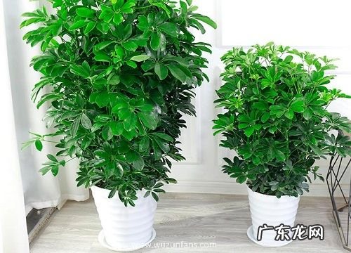 鹅掌柴叶子发黄怎么办