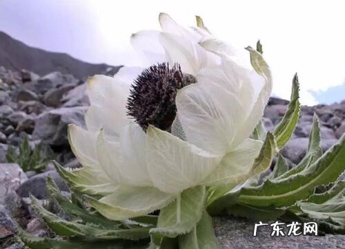 雪莲花生长在什么地方