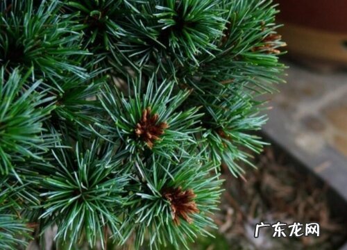 松树什么品种最好