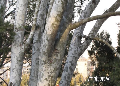 松树什么品种最好