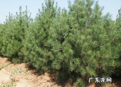 松树什么品种最好