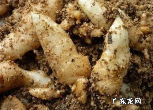 沙棘生长在什么地方