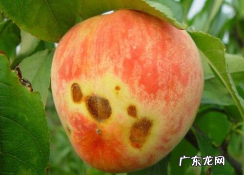 桃子炭疽病的发病原因及治疗方法