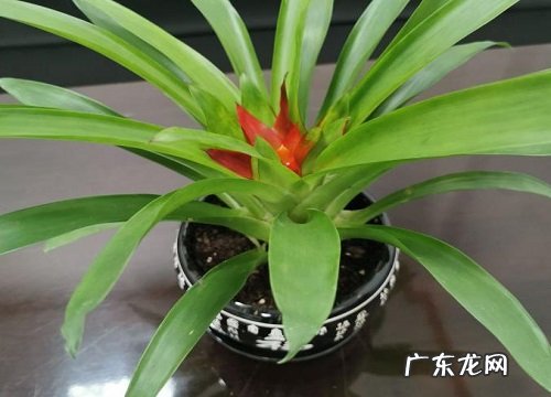 鸿运当头可以浇可乐吗