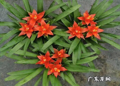 鸿运当头可以浇可乐吗