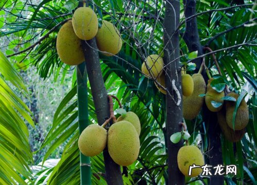 菠萝蜜生长在什么地方