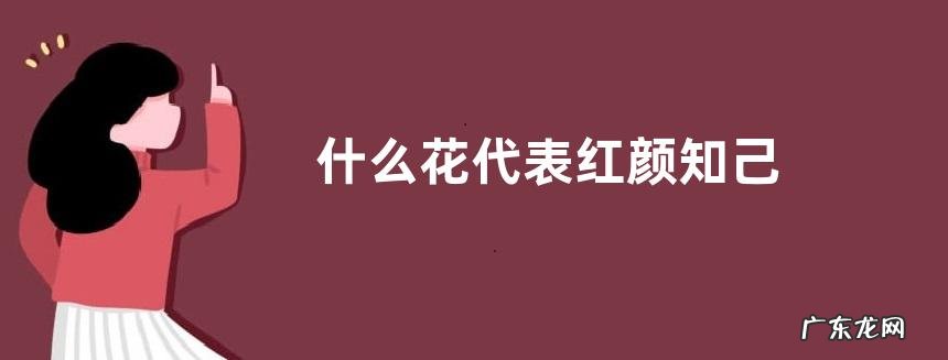 什么花代表红颜知己