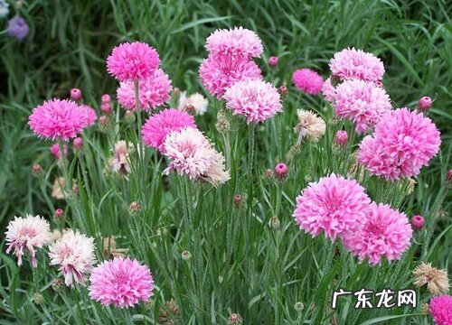 什么花代表红颜知己