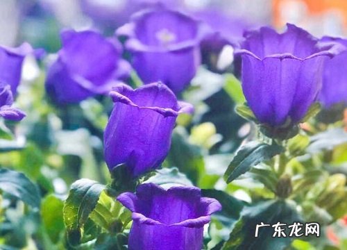 风铃草生长在什么地方