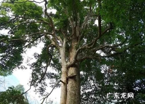 金丝楠木生长在什么地方