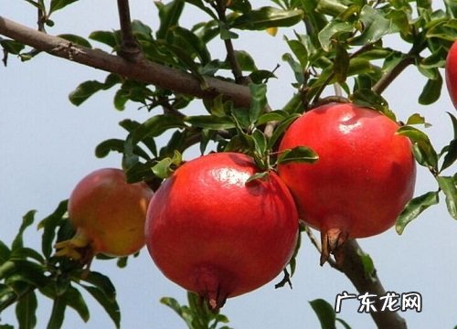 石榴生长在什么地方