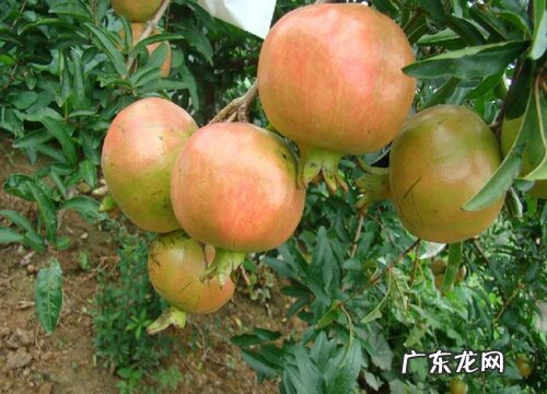 石榴生长在什么地方