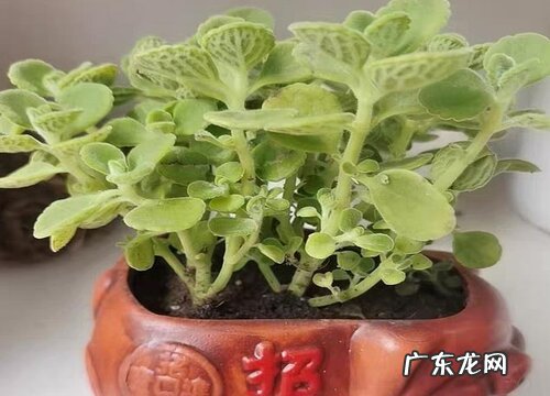 碰碰香要大盆还是小盆 什么时候可以换盆