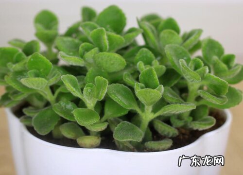 碰碰香要大盆还是小盆 什么时候可以换盆