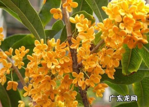 桂花什么品种最好