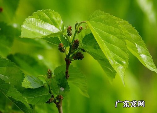 桑叶生长在什么地方