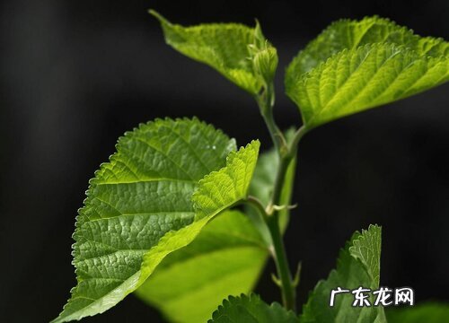 桑叶生长在什么地方