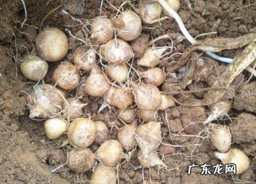 半夏种子怎么种植