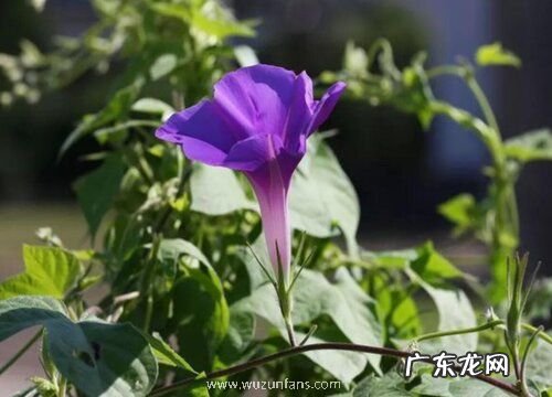 牵牛花会结果实吗