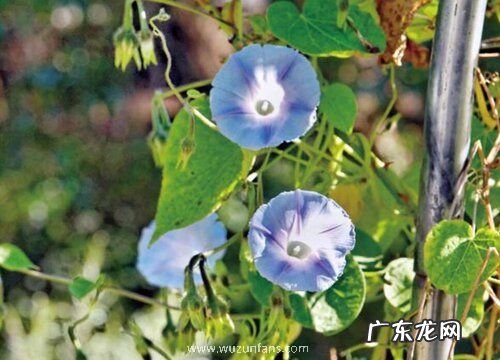 牵牛花会结果实吗