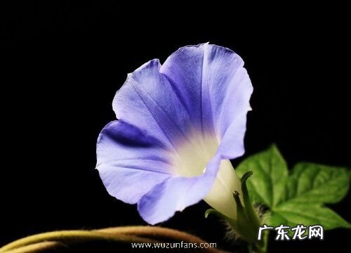 牵牛花会结果实吗