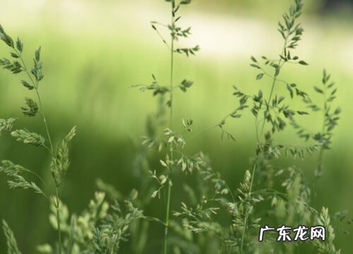 种植香草赚钱吗 种植每亩的成本与利润